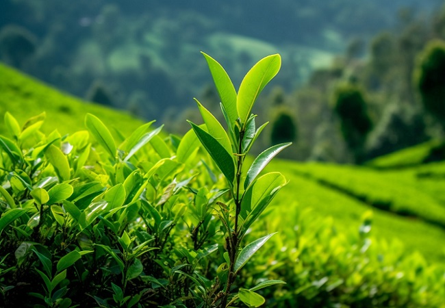智慧茶園：實現(xiàn)茶產業(yè)的現(xiàn)代化升級