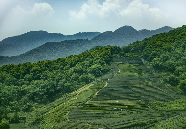 智慧茶園系統介紹